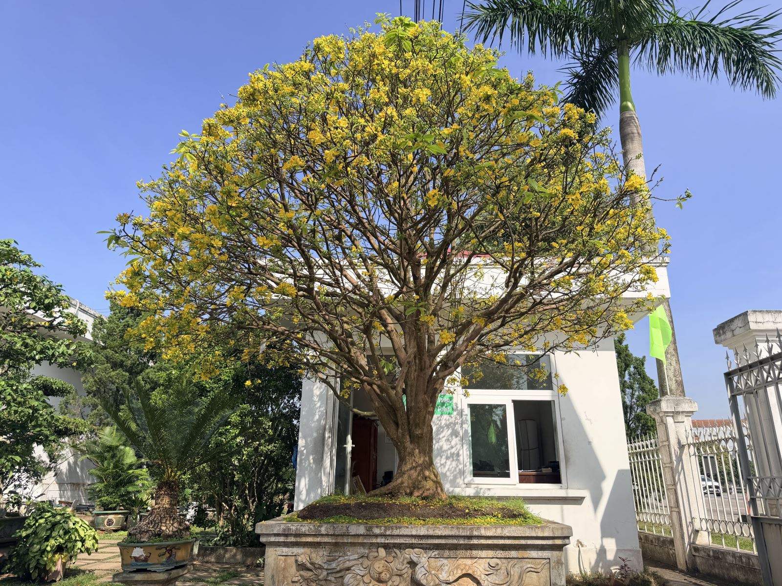 Éclat des Fleurs d'Abricotier et de l'Ochna Serrulata au Poste de Péage B.O.T de Thien Tan avant le Nouvel An 2026