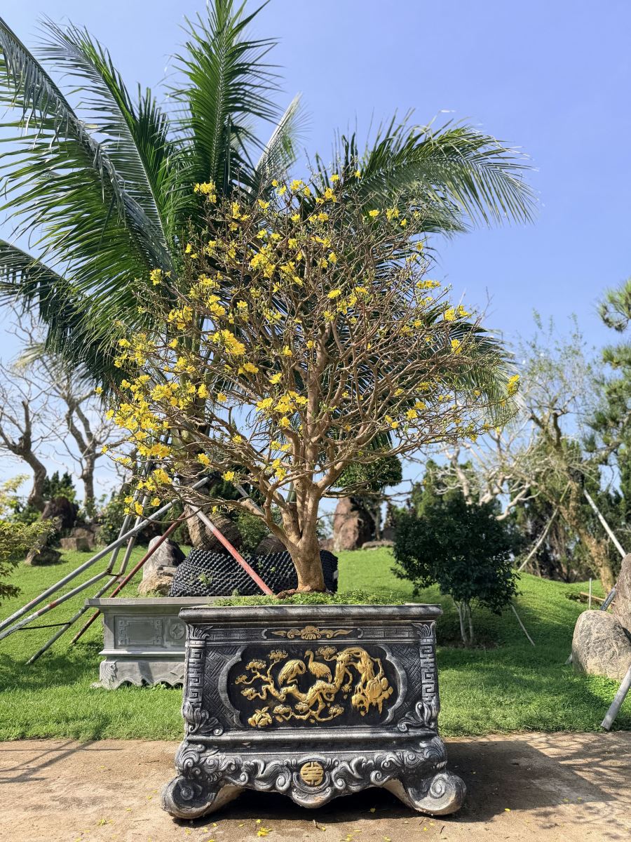 Ochna Serrulata en pleine floraison