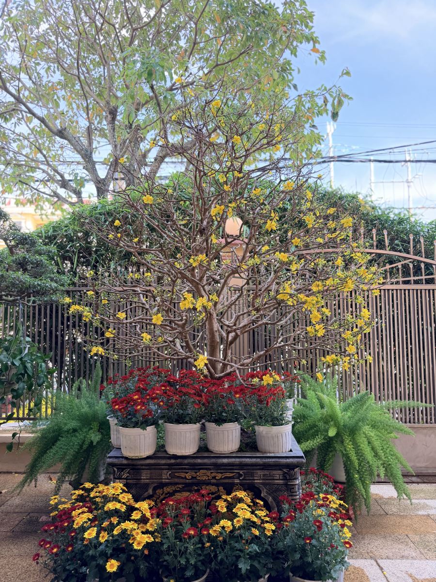 Abricotier jaune en fleurs