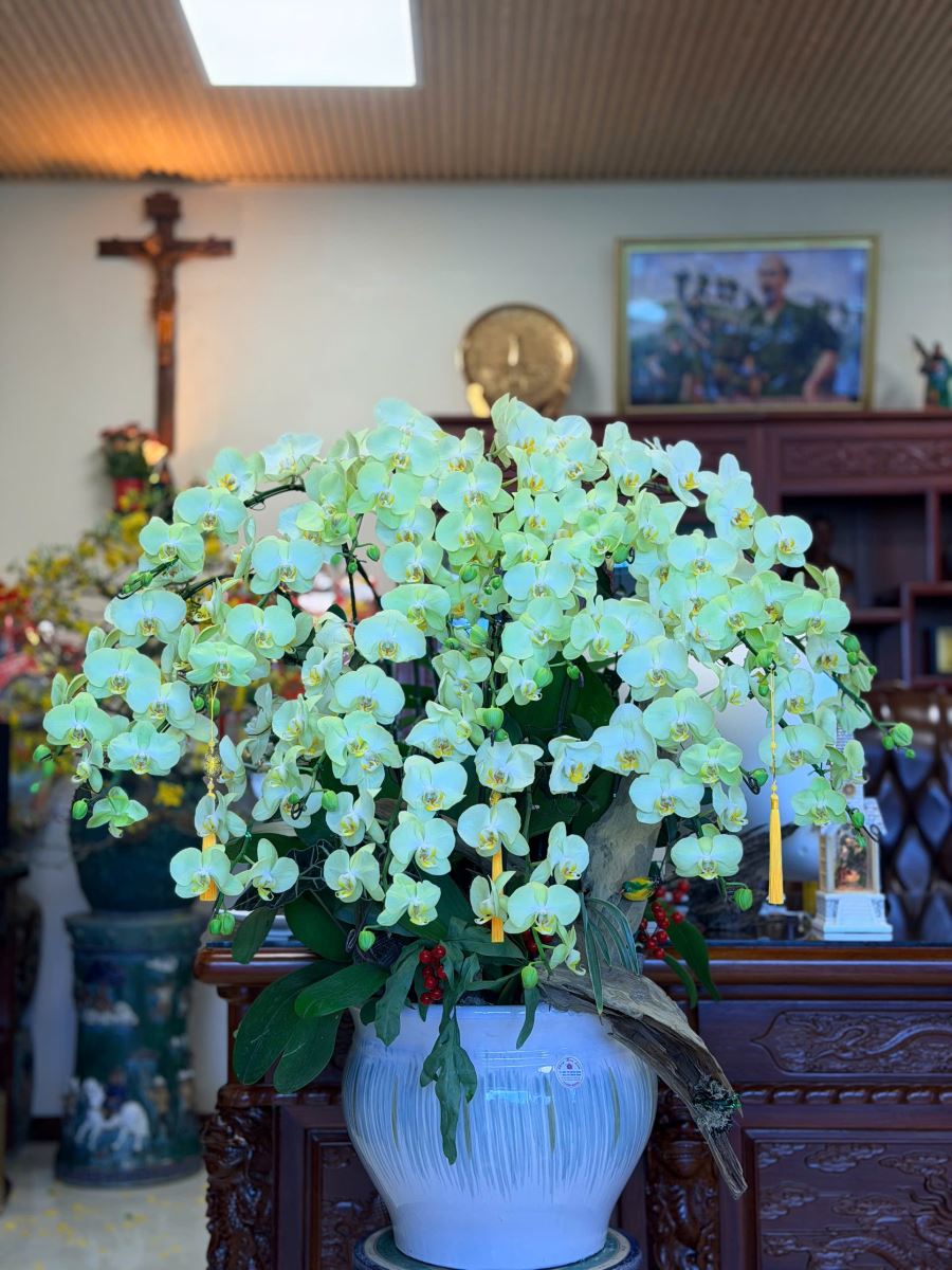 Orchidées chez Thien Tan